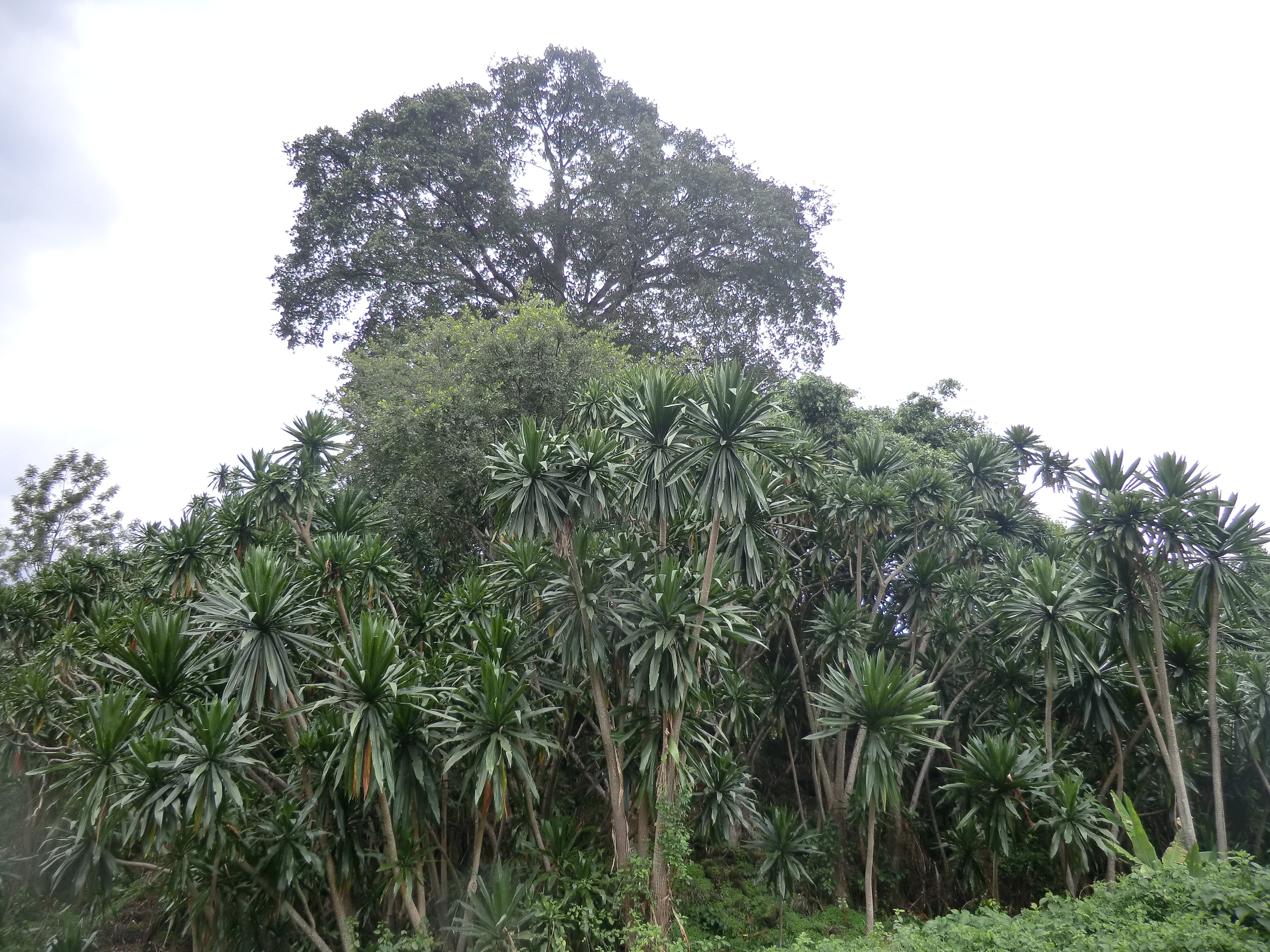 Ishyamba rya Buhanga