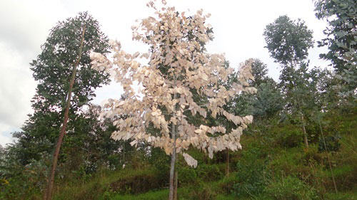 Amashyamba y