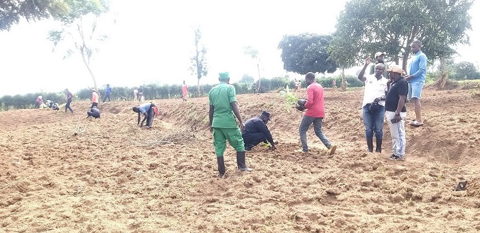 Bugesera bateye ibiti bivangwa n'imyaka ndetse n'iby'imbuto