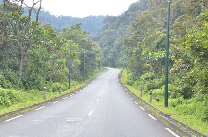 Ishyamba rya Nyungwe ryatandukanyaga abaturage b'Uturere twa Rusizi na Nyamasheke ubu ngo ryababereye ikiraro kibahuza n'abandi Banyarwanda (Ifoto internet)