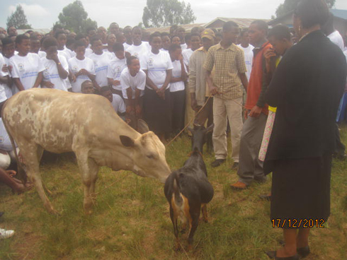Abana bibana mu murenge wa Kigina mu karere ka Kirehe bahabwa inka n