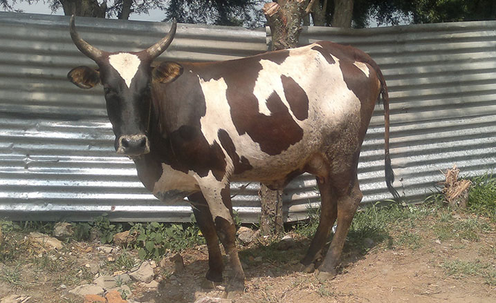 Iyi nka yari yibwe muri Uganda yafatiwe mu Murenge wa Cyanika mu Karere ka Burera.
