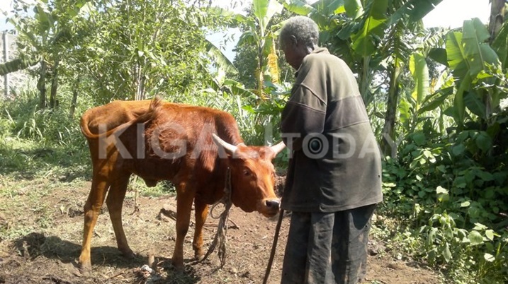 Iyi nka bagabiye nyirankware igiye kumara imyaka ibiri itararinda ngo bayibangurire.