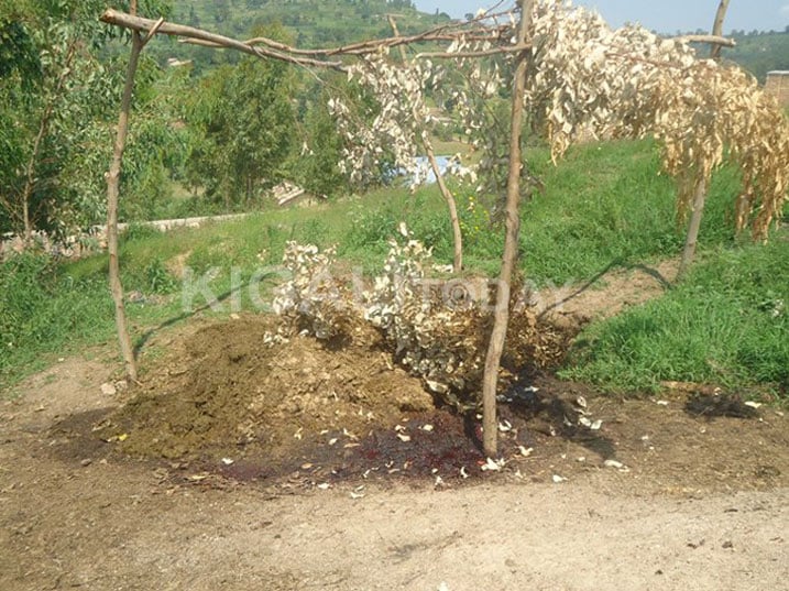 Iyo imvura iguye amaraso akomoka ku nka baba babaze ngo bimanukira mu ngo z'abaturage bikaruhukira mu mugezi.