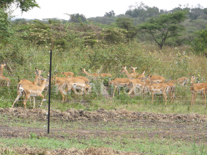 Izi ni zimwe mu nyamaswa ziganje muri Pariki y'Akagera.