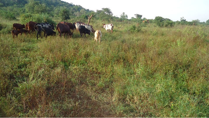 Kadiguza yari yazanyemo inka ze ariko yasabwe kuba azikuyemo mu gihe hashakwa uko ikibazo cyakemuka.