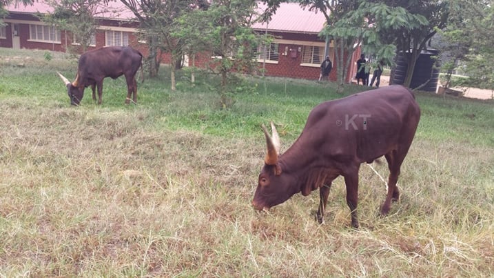 Izi nyana zafatiwe ku ibagiro ubu ziri ku biro by'Umurenge wa Nyagatare 