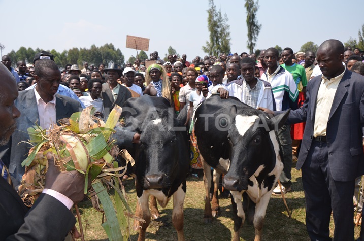 Izo ni inka abo muri Nkungu baje gusabisha umugeni Paul Kagame.