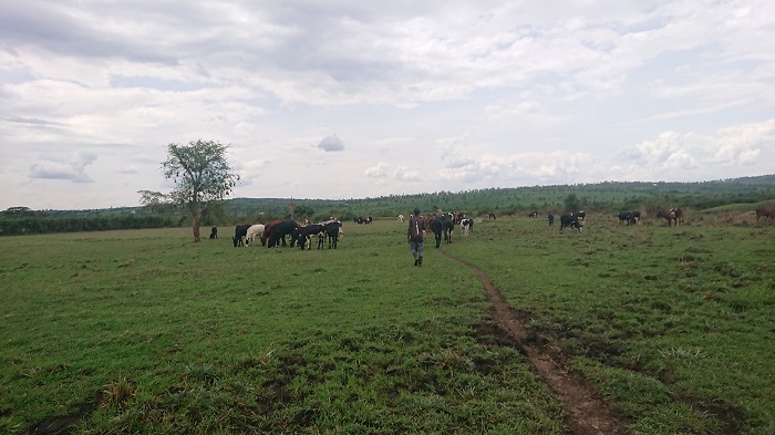 Izuba ryatumye amazi akama mu mahema ari mu nzuri ku buryo amashyo ateranira ku iriba rimwe