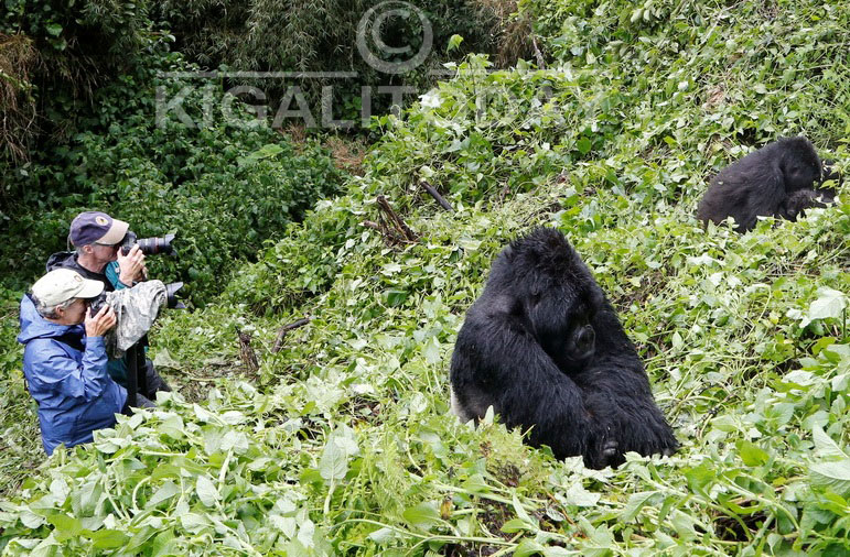 Joe na Mary mu birunga bari gufotora Ingagi mu birunga. Bamaze kuhaza inshuro 100