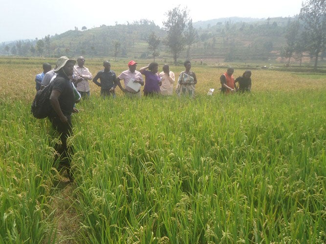 Abahinga mu Gishanga cya Kanyegenyege barifuza ko gitunganywa bakajya bahinga kabiri mu mwaka