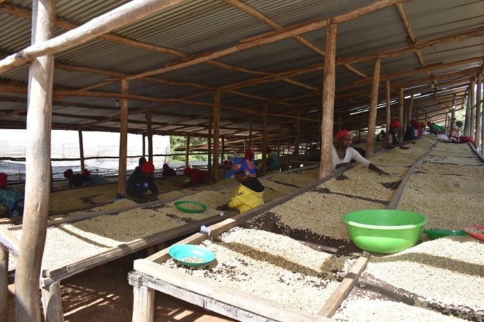 Abahinzi barimo kwanika kawa