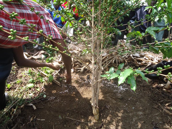 Kayiranga yereka abaturage uko bashyira ifumbire ku giti cya Kawa.