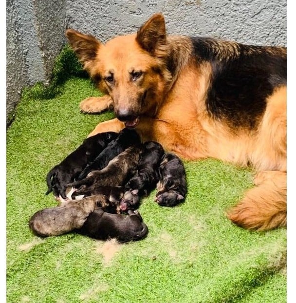 German Shepherd n'ubwo zikora imirimo ikomeye, ntabwo zihenze bitewe n'uko ngo zigira imbabazi