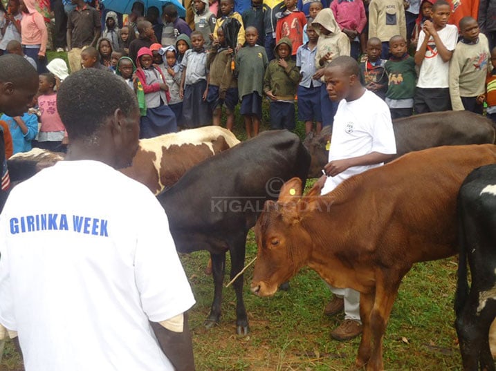 Bamwe mu baturage bo muri Rulindo bagabiwe inka, abagera muri 500 ntazo bagifite 