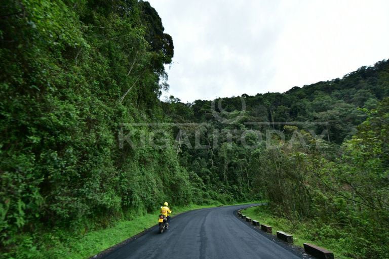 Abasiganwa muri Tour du Rwanda banyuze muri iri shyamba rya Nyungwe 