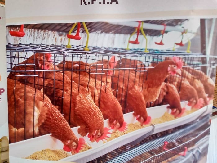 Aborozi barasabwa kongera inkoko z