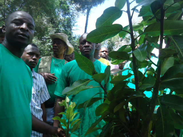 Ku itongo rya Nyagakecuru hatewe igiti cy'umuvumu, bishaka kuvuga ko hatakiri itongo, ahubwo ahagendwa.