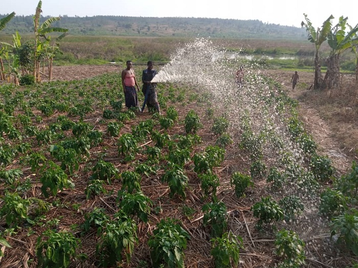 Abahinzi barasabwa gutegura uburyo bwo kuhira imyaka