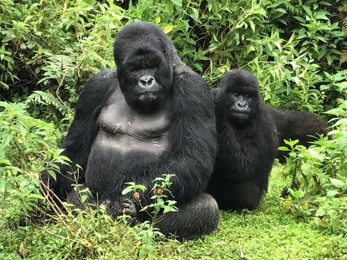 Buri mwaka bita amazina abana b'ingagi bavutse