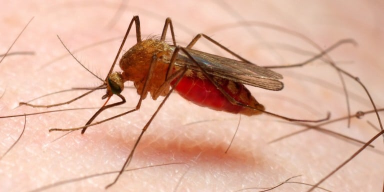 Malaria ikwirakwiza n'imibu