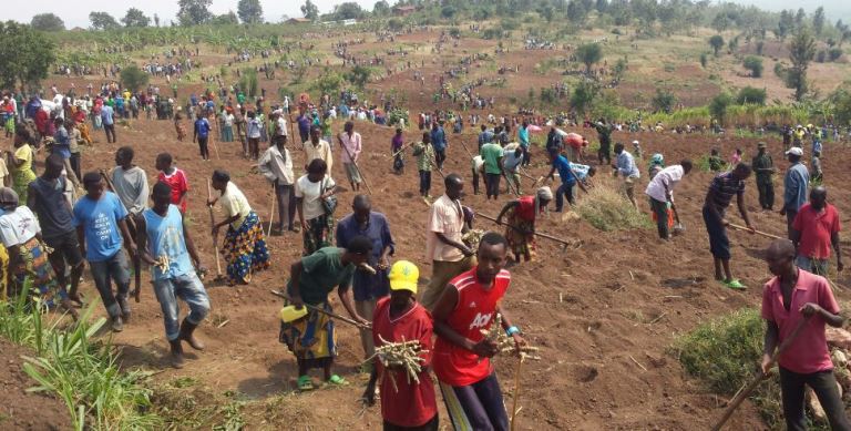 Mamba hatunganyijwe ubutaka bungana na hegitari 17 bwo guteraho imyumbati