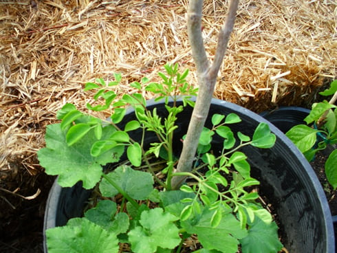 Moringa igira intungamubiri nyinshi.