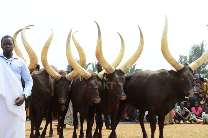 Babamurikira inyambo zororerwa mu Burasirazuba bw'u Rwanda.