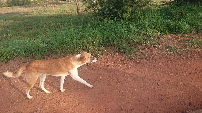 Mu gitondo imbwa ziba zatangiye kuzenguruka ahantu hatandukanye mu gace kagana kuri GS Nyagatare