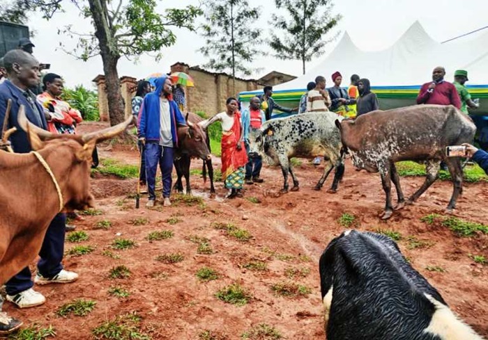 Mu Murenge wa Kansi, amatsinda yo korozanya abafasha kwihutisha Girinka kuko bitura imbyeyi aho kwitura inyana