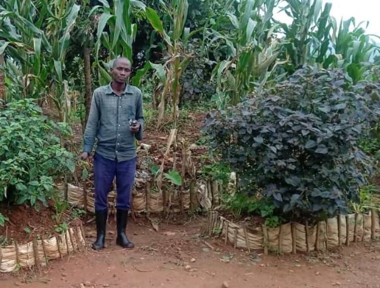 Mu Murenge wa Rwabicuma abantu bagenda bahinga buriya bwoko bw'imboga