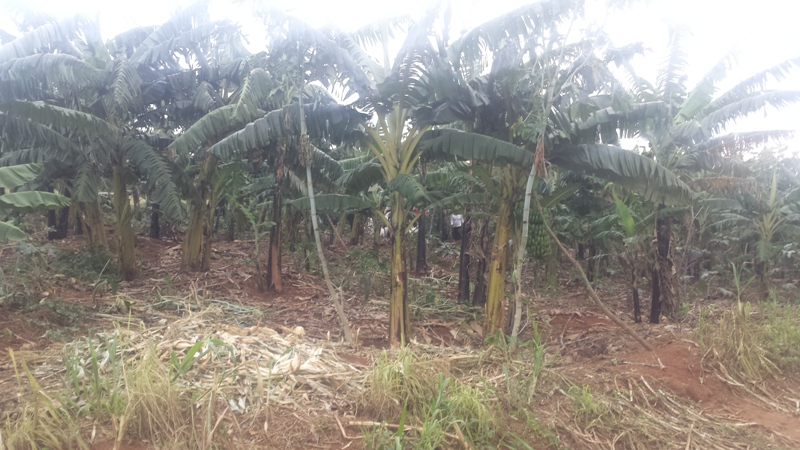 Urwo ni rwo rutoki rwatahuwemo inzoga zitemewe mu Rwanda