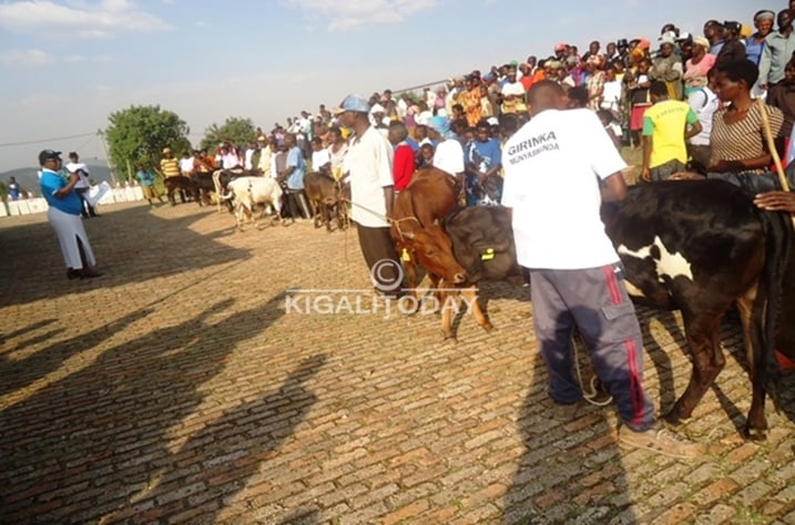 Mujawayezu Prisca yibutsa abaturage ko umuco wo gutanga inka y'urukundo ari mwiza ukwiye gusegasirwa.
