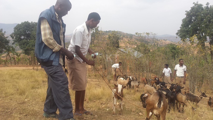 Uwo mukobwa avuga ko iyo hene yahawe azayorora ikamugeza ku nka.