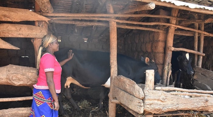 Mukanzasaba avuga ko inka ye yamuteje imbere kandi yari umukene