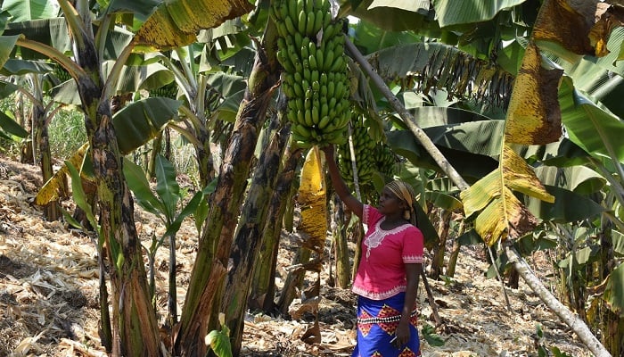 Mukanzasaba afite umurima w'urutoki yaguze agera kuri miliyoni