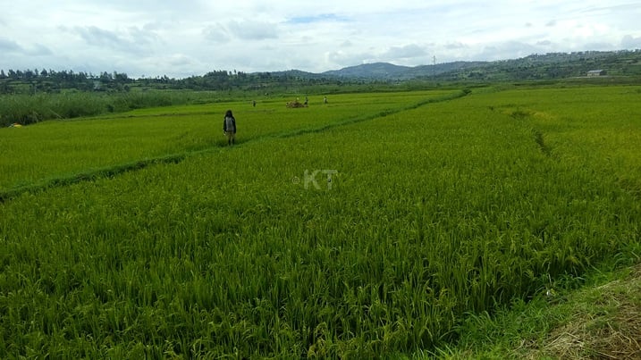 Abahinga umuceri bibumbiye muri KOAIRWA baratabaza kubera kurengwa n