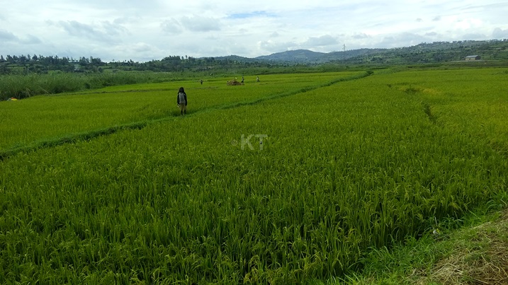 Mukunguri ihingwa kuri ha 400 muri 700.