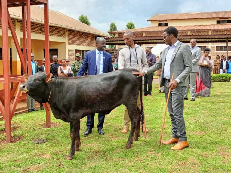 Emmanuel Mureramanzi (uri hagati), ashyikirizwa inka n