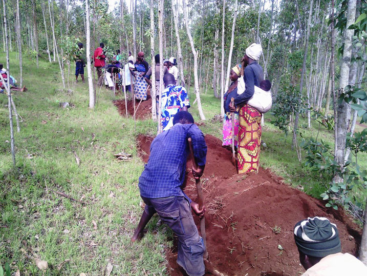Muri iri shyamba ni ubwa mbere hacukuwe imirwanyasuri bikaba byaratumaga rikura nabi.