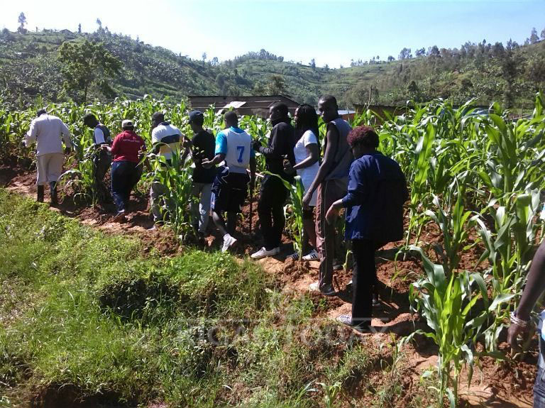 Muri Musanze bateye ibiti ku nkengero z'umugezi wa Mukinga 