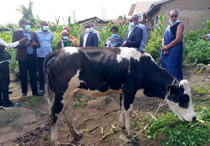 Abakozi b'Ibitaro bikuru bya Ruhengeri banaremeye ababyeyi babiri barokotse Jenoside yakorewe Abatutsi inka zihaka kugira ngo zizabunganire mu mibereho yabo