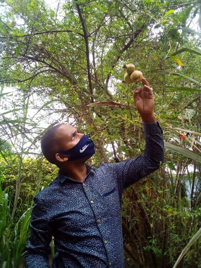 Ngabonzima mu murima wa grenadine