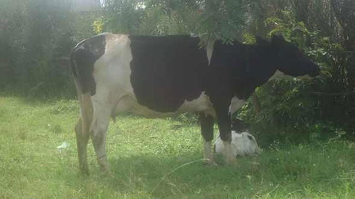 Umushumba yafatanywe inka 17 avuga ko yari azitwaye kuko shebuja yanze kumwishyura.