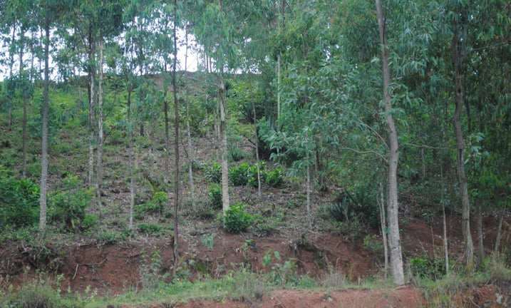 Ngo uduce twinshi tugize akarere ka Kirehe twari ubutayo none tumaze gukwizwa ibiti