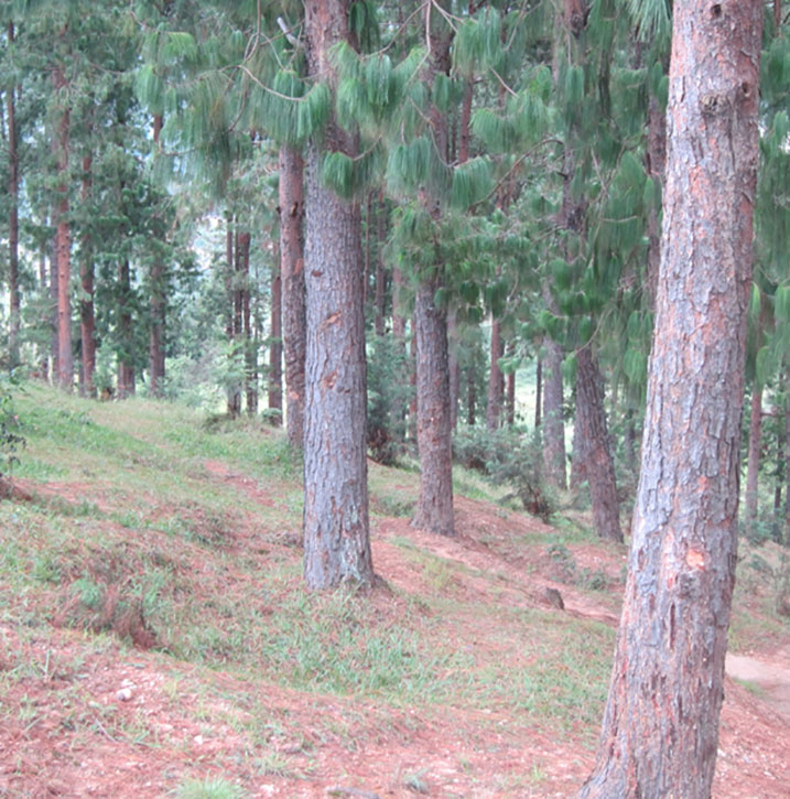 Ni ishamba rimeze neza kandi rigeze igihe cyo kuba ryasarurwa.