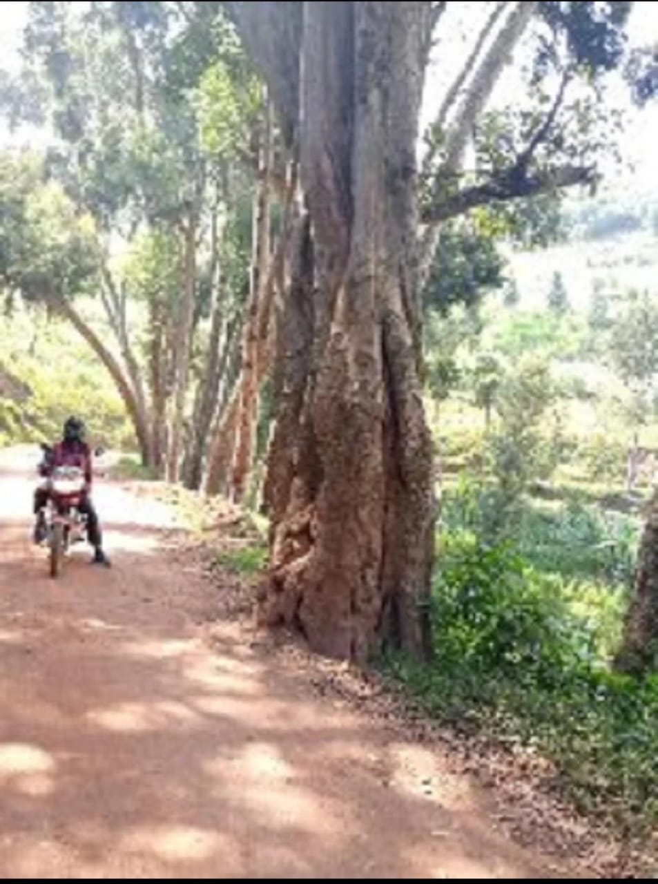 Ni uku igiti cy'ishaba cyari kimeze mbere y'uko umuhanda utangira kubakwa