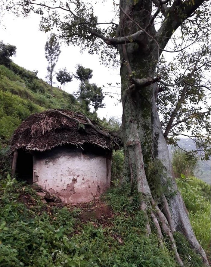 Imwe mu ngoro za Nyabingi zikiriho, ngo bashatse kuyisenya icyo giti kirayirinda