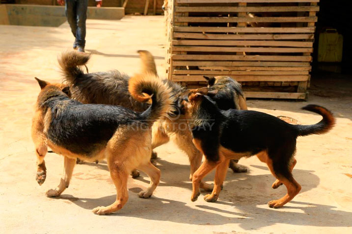 Izi mbwa zororerwa kuri Nyirangarama zitabwaho mu buryo bwihariye zigatozwa ibintu bitandukanye zikabifata byihuse 