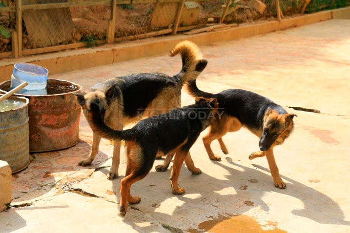 Izi mbwa zatangiye kororerwa kuri Nyirangarama muri 2009